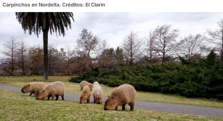 Carpinchos en Nordelta